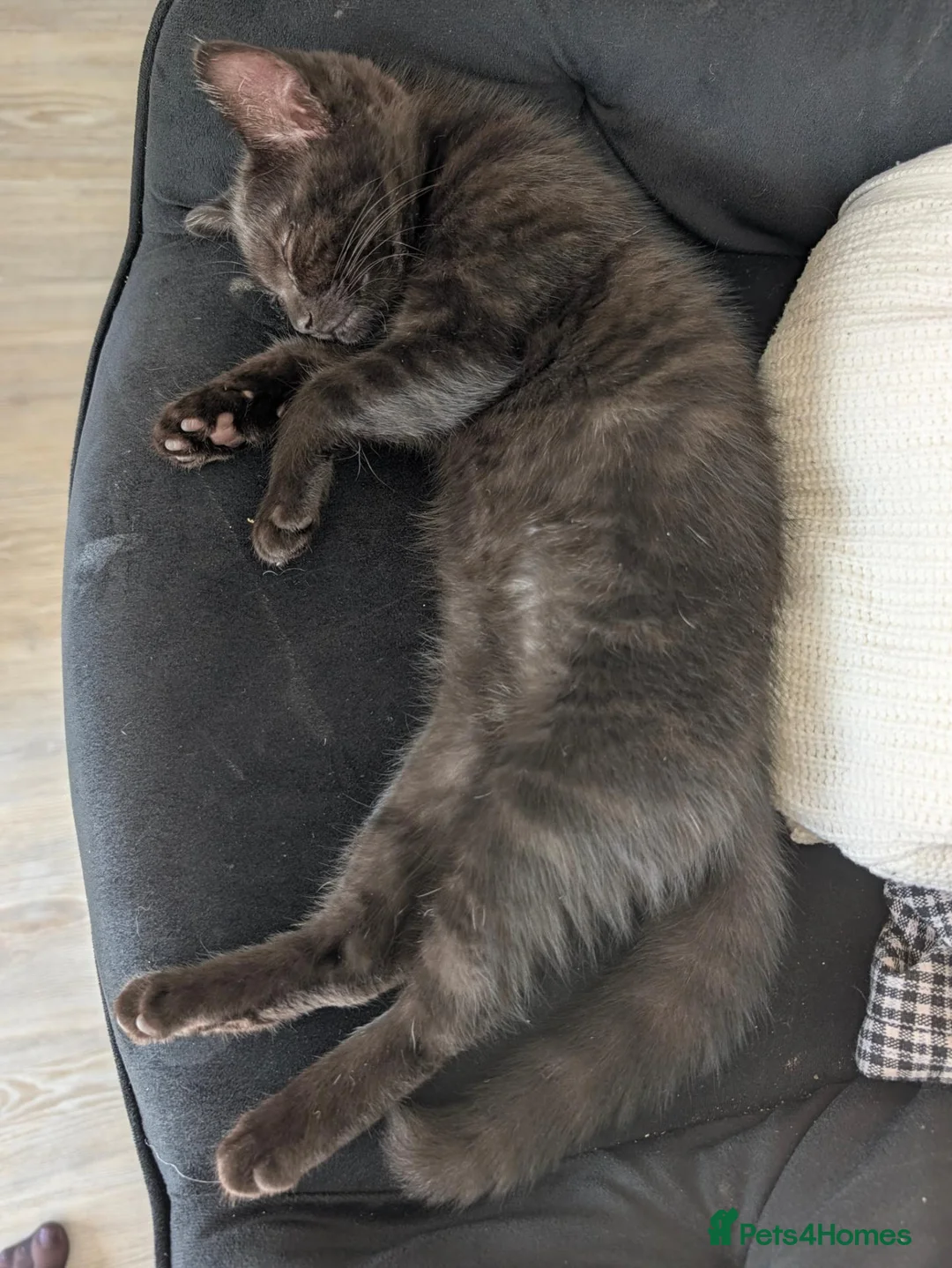 Ragdoll cats for sale: Ragdoll/Scottish fold in Newmarket - Advert 2