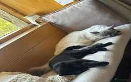 Ragdoll cats for sale: Half Ragdoll Kittens - Image 9