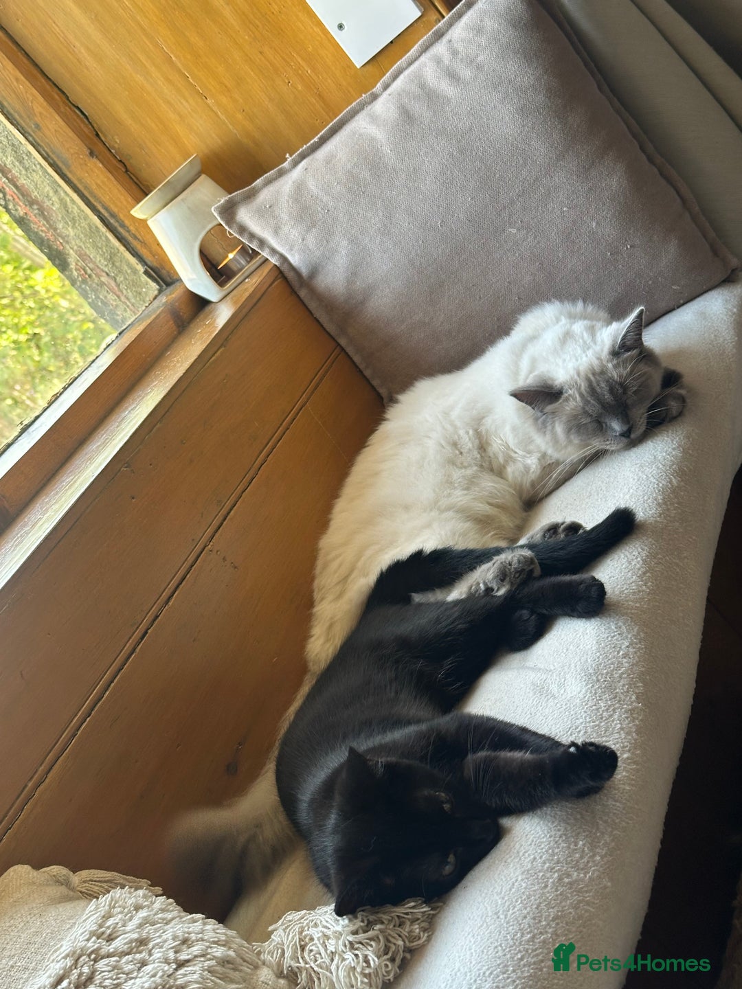 Ragdoll cats for sale: Half Ragdoll Kittens - Image 9