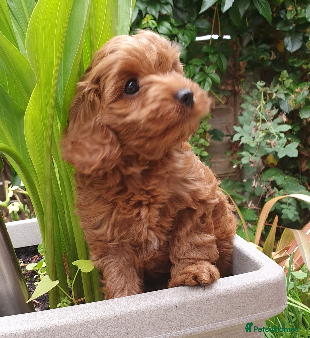 Cavapoo dogs for sale: Deep red Cavapoo puppies - Image 3