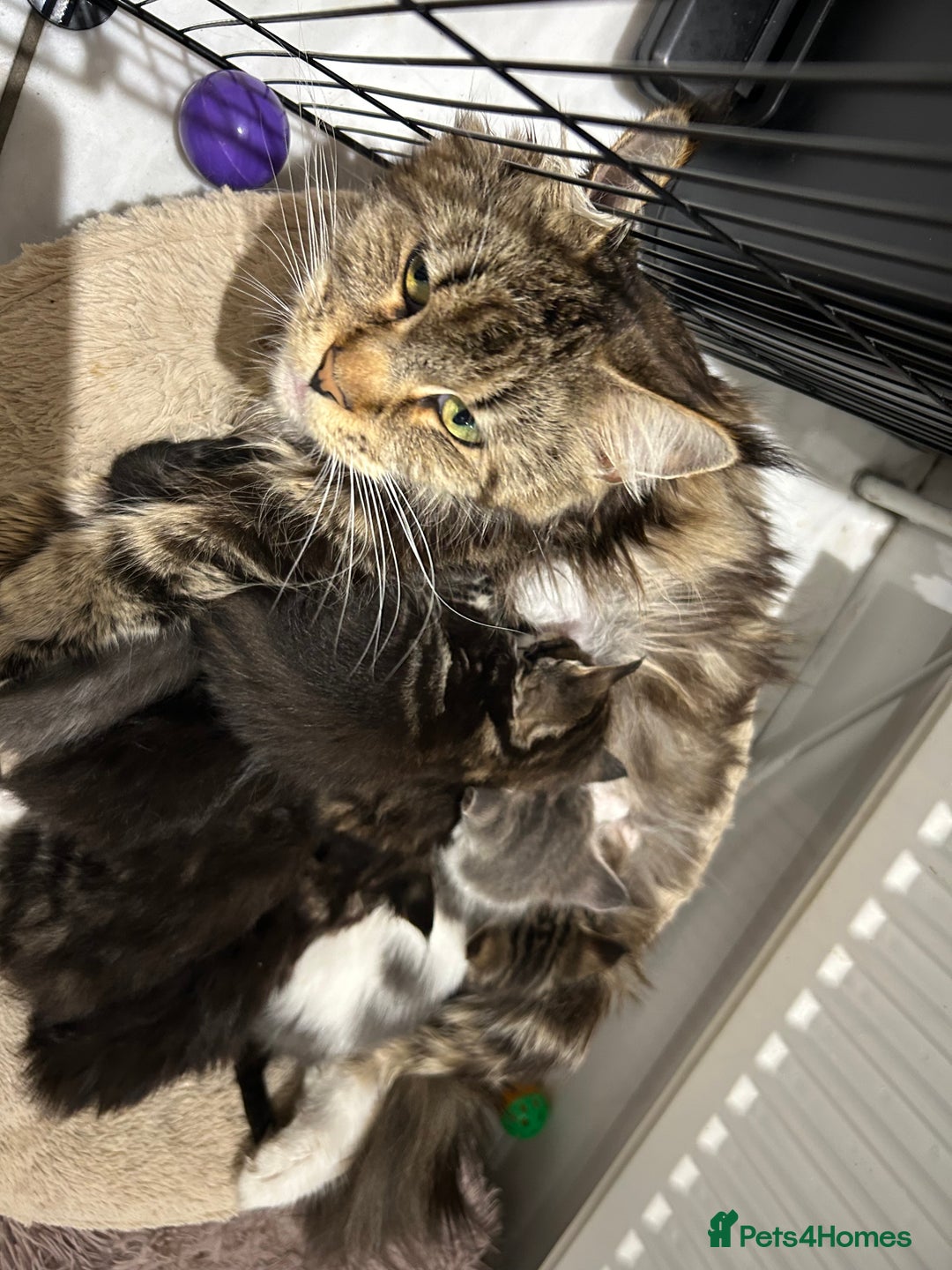 Maine Coon cats for sale: Gorgeous Maine Coon Cross Kittens - Image 19