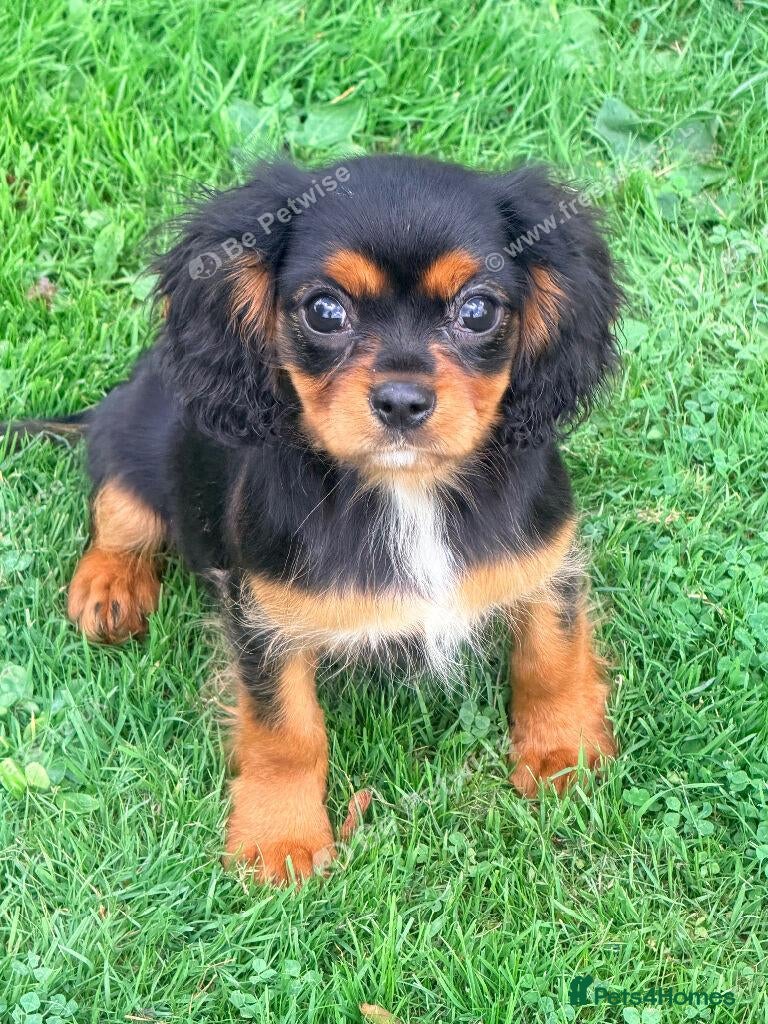 Cavalier King Charles Spaniel dogs  Exceptional Cavalier King Charles Puppies - Advert 15
