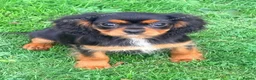 Cavalier King Charles Spaniel dogs for sale:  Exceptional Cavalier King Charles Puppies in Dudley - Advert 1