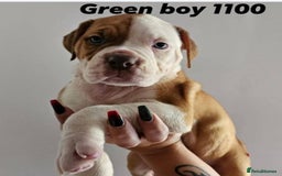 Alapaha Blue Blood Bulldog dogs for sale: IABBR. Health tested. Top lines.  - Advert 33