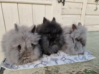 Lionhead rabbits Purebred Lionhead Baby Rabbits - Advert 13