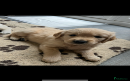 Golden Retriever dogs for sale: Golden retriever pups  - Image 3