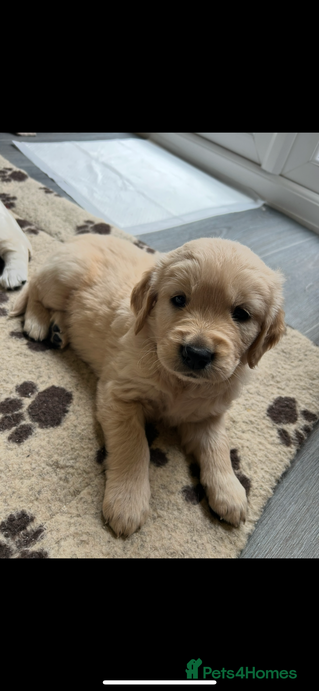 Golden Retriever dogs for sale: Golden retriever pups  - Image 3