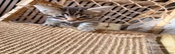 Savannah cats for sale: F4 Savannah Kitten’s African bloodline - Advert 21