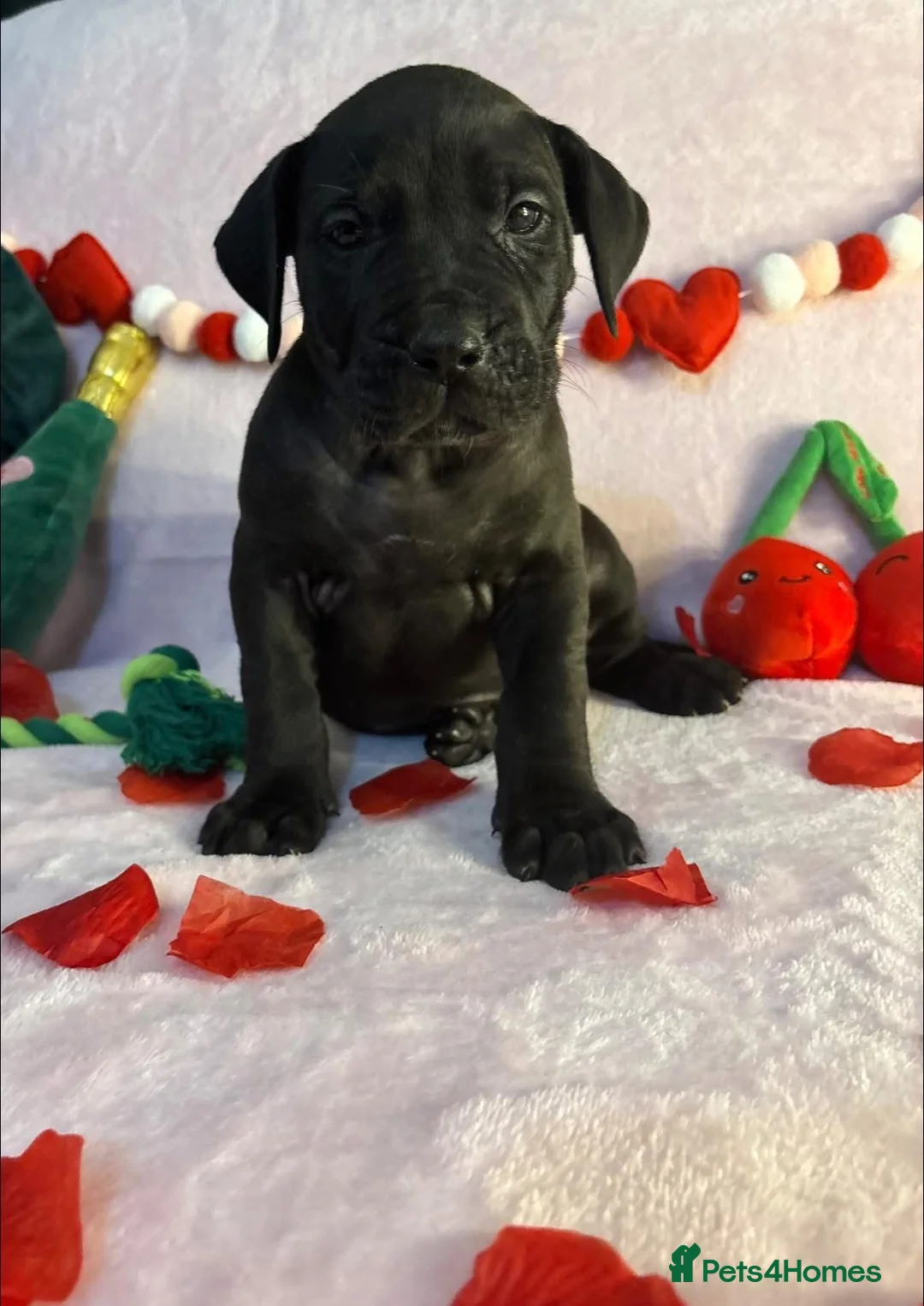 Presa Canario dogs for sale: Presa Canario puppies REDUCED  - Advert 8