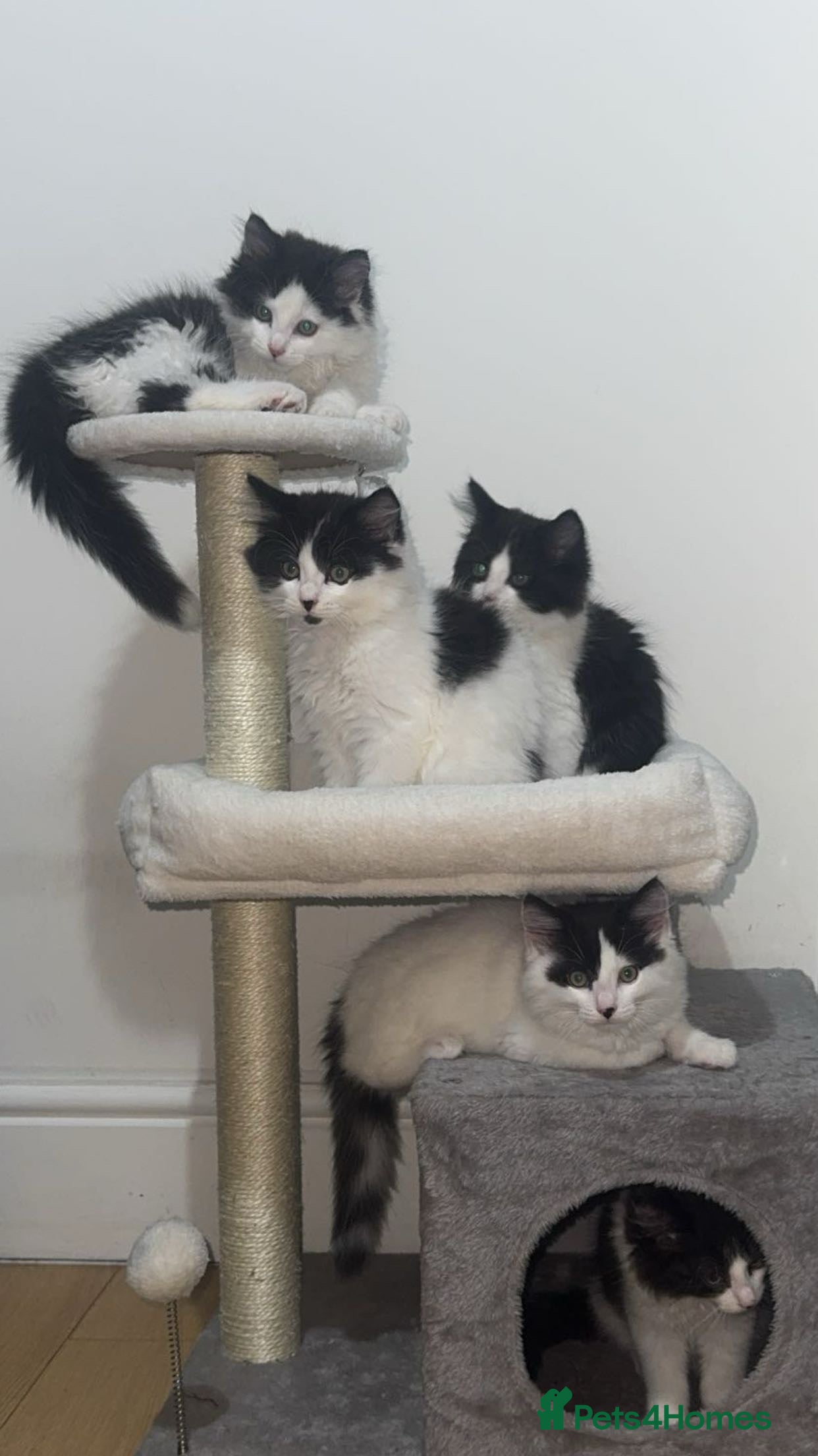 Domestic Shorthair cats for sale: 2 boys and 2 girl kittens - Advert 10