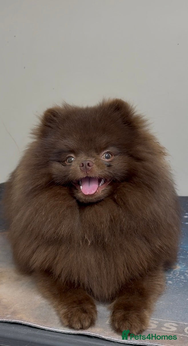 Pomeranian dogs Moët chocolate Pomeranian stud  in Sunderland - Advert 5