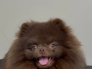 Pomeranian dogs in Sunderland - Advert 7