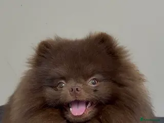 Pomeranian dogs Moët chocolate Pomeranian stud in Sunderland - Advert 18