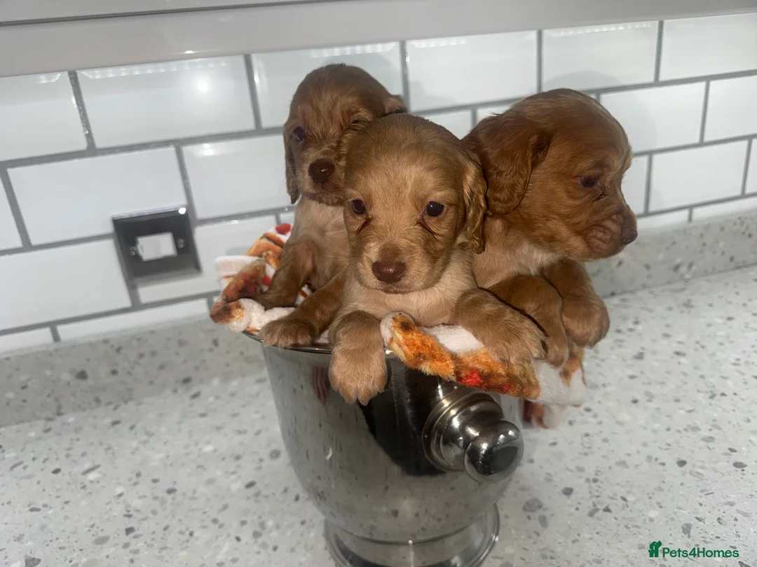 Cocker Spaniel dogs for sale: Cocker Spaniel Puppies.  - Advert 22