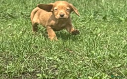 Cocker Spaniel dogs for sale: 1 stunning male puppy left 🏡 - Image 3
