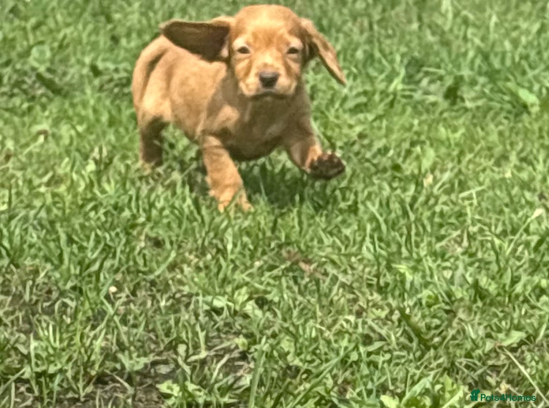 Cocker Spaniel dogs for sale: 1 stunning male puppy left 🏡 - Image 3