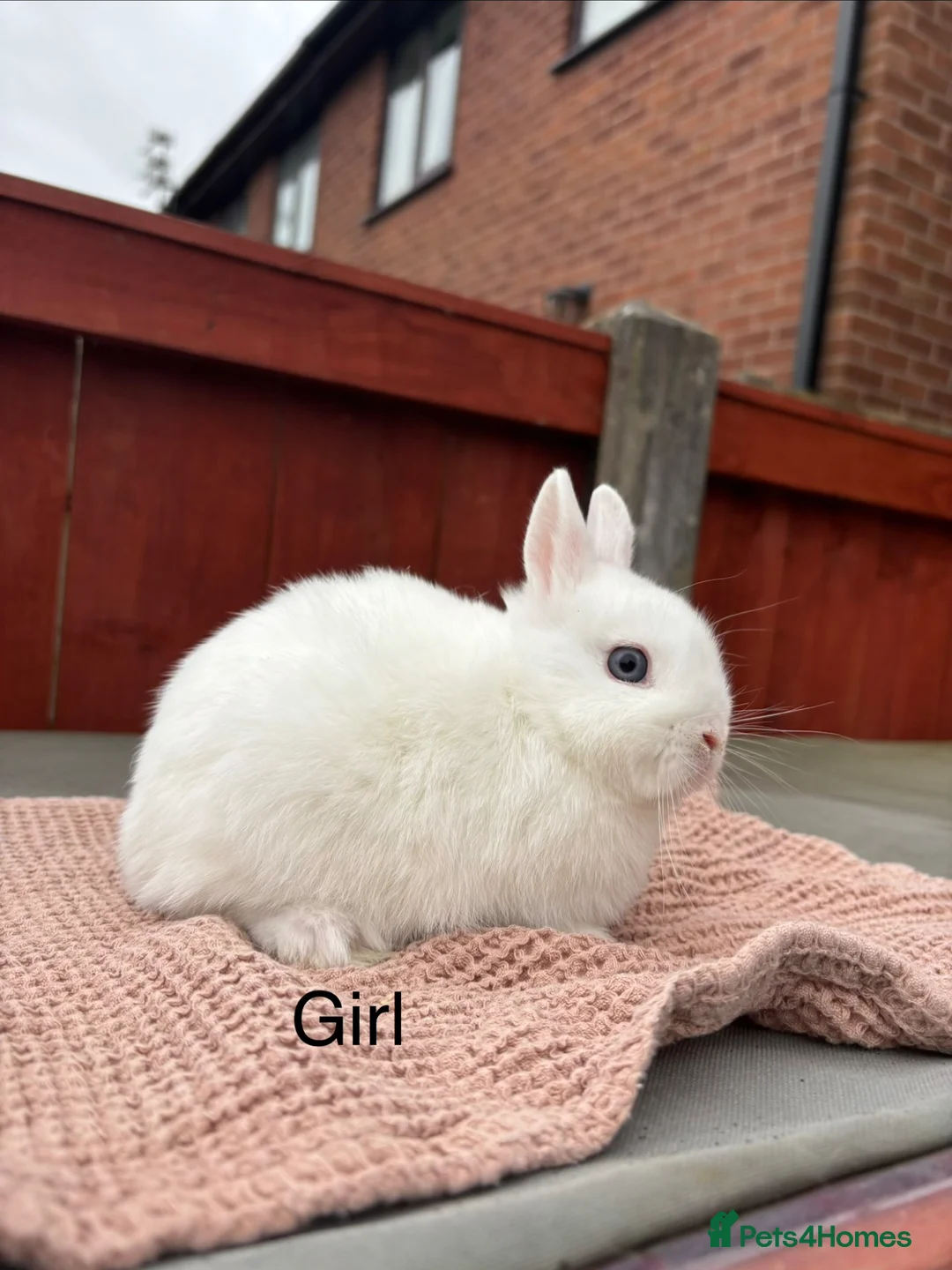 Netherland Dwarf rabbits for sale: Stunning blue eyed white Netherland dwarfs - Advert 5