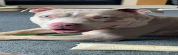 American Bully dogs for sale: Vivienne 3 year old pocket bully  - Advert 12