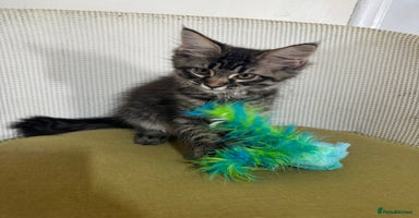 Maine Coon cats - Advert 14