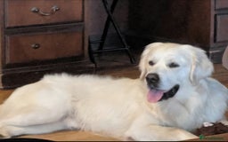 Golden Retriever dogs for sale: Newmiller Retrievers Upcoming Litter Announcement  - Image 5