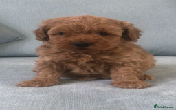 Cockapoo dogs for sale: Toy F1B cockapoo pups - Image 11