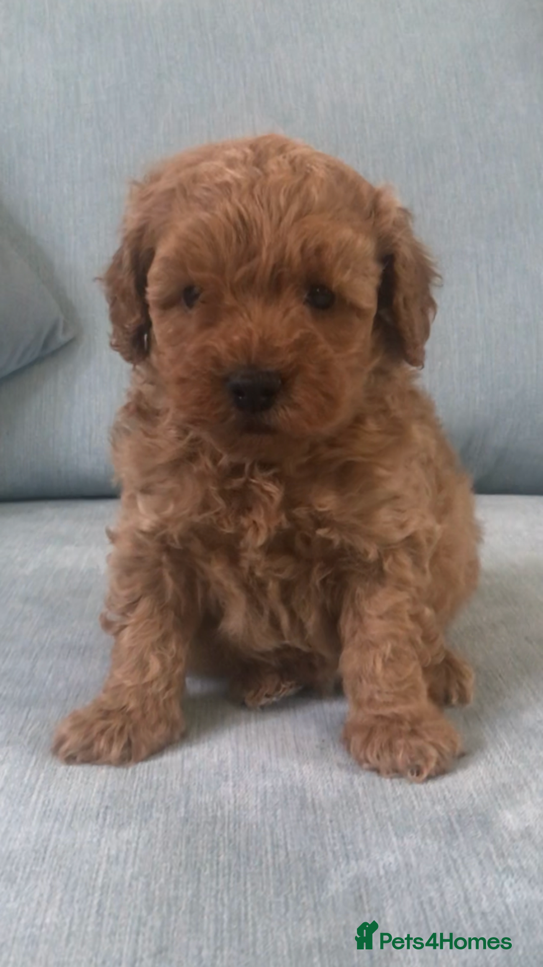 Cockapoo dogs for sale: Toy F1B cockapoo pups - Image 11