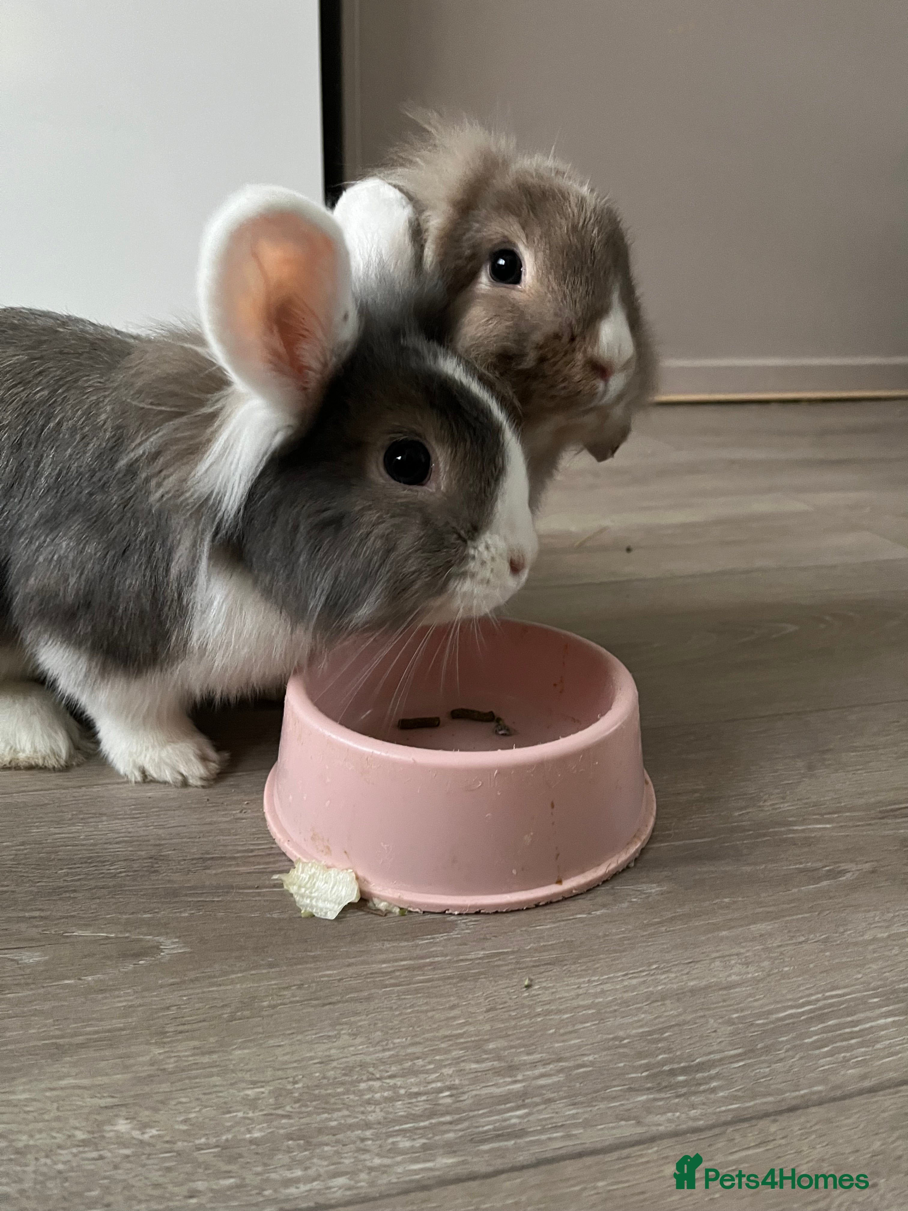 Lionhead rabbits 2 lion head rabbits  - Advert 13