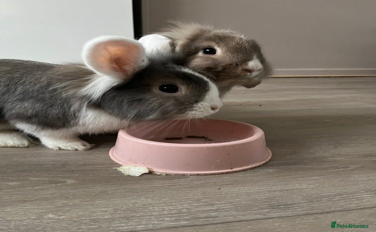 Lionhead rabbits 2 lion head rabbits  - Advert 2