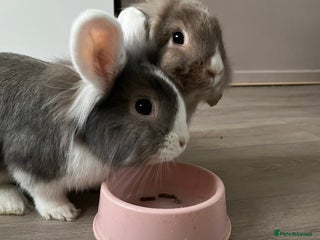 Lionhead rabbits 2 lion head rabbits - Advert 1