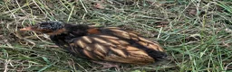 Chickens poultry for sale: Chicks, chickens, hatching eggs silkies Aracuanas - Advert 7