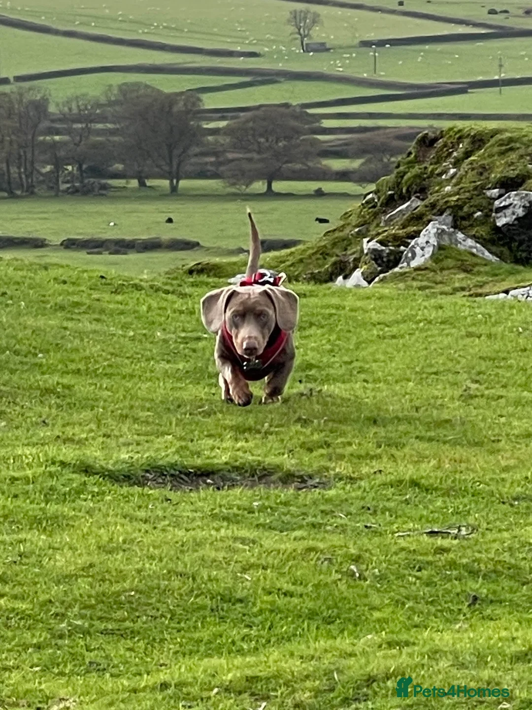 Miniature Dachshund dogs for stud: Milo miniature dachshund stud - Advert 7