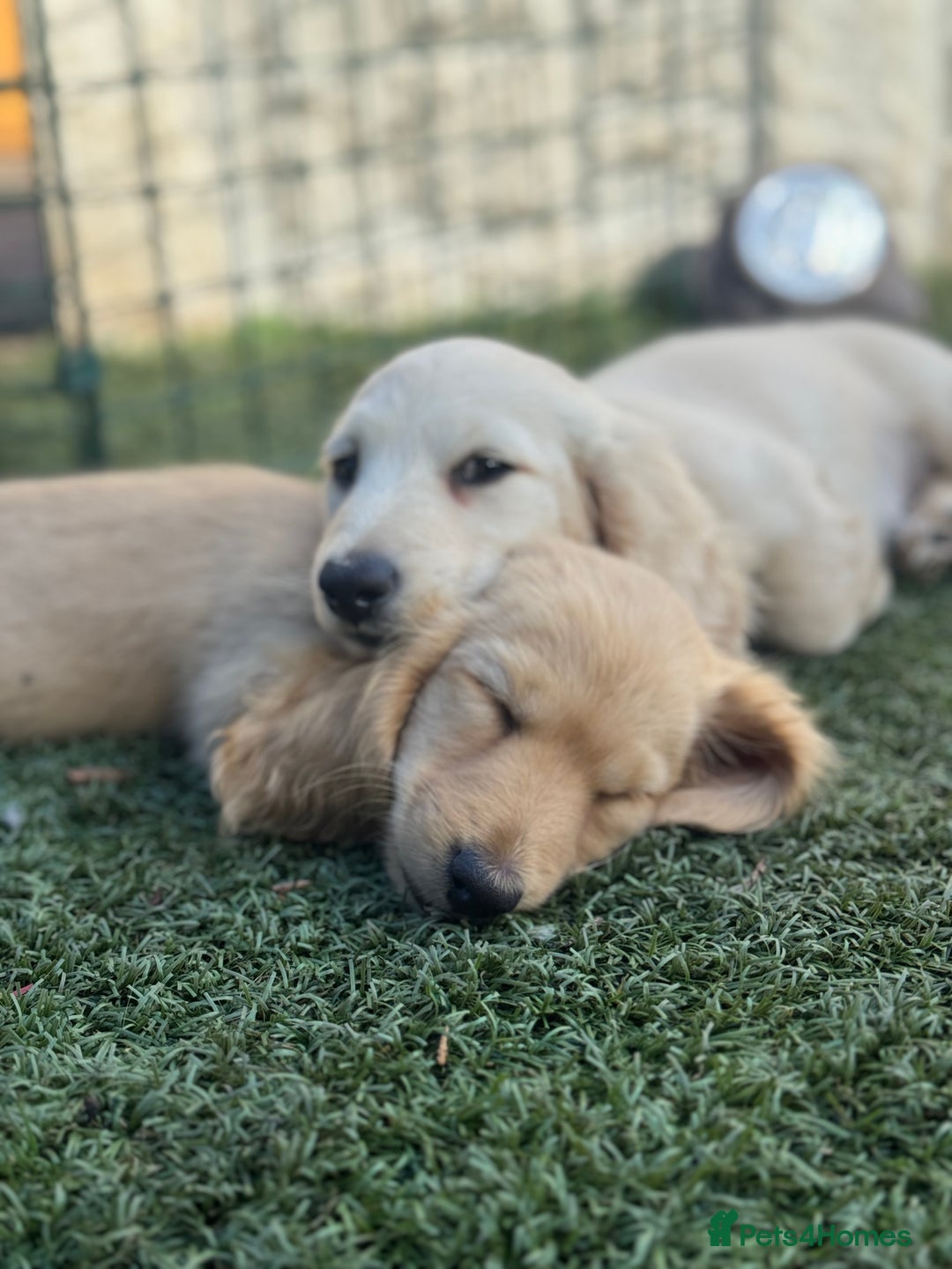 Miniature Dachshund dogs for sale: 🐾KC CREAM Long haired miniature dachshund  - Image 5