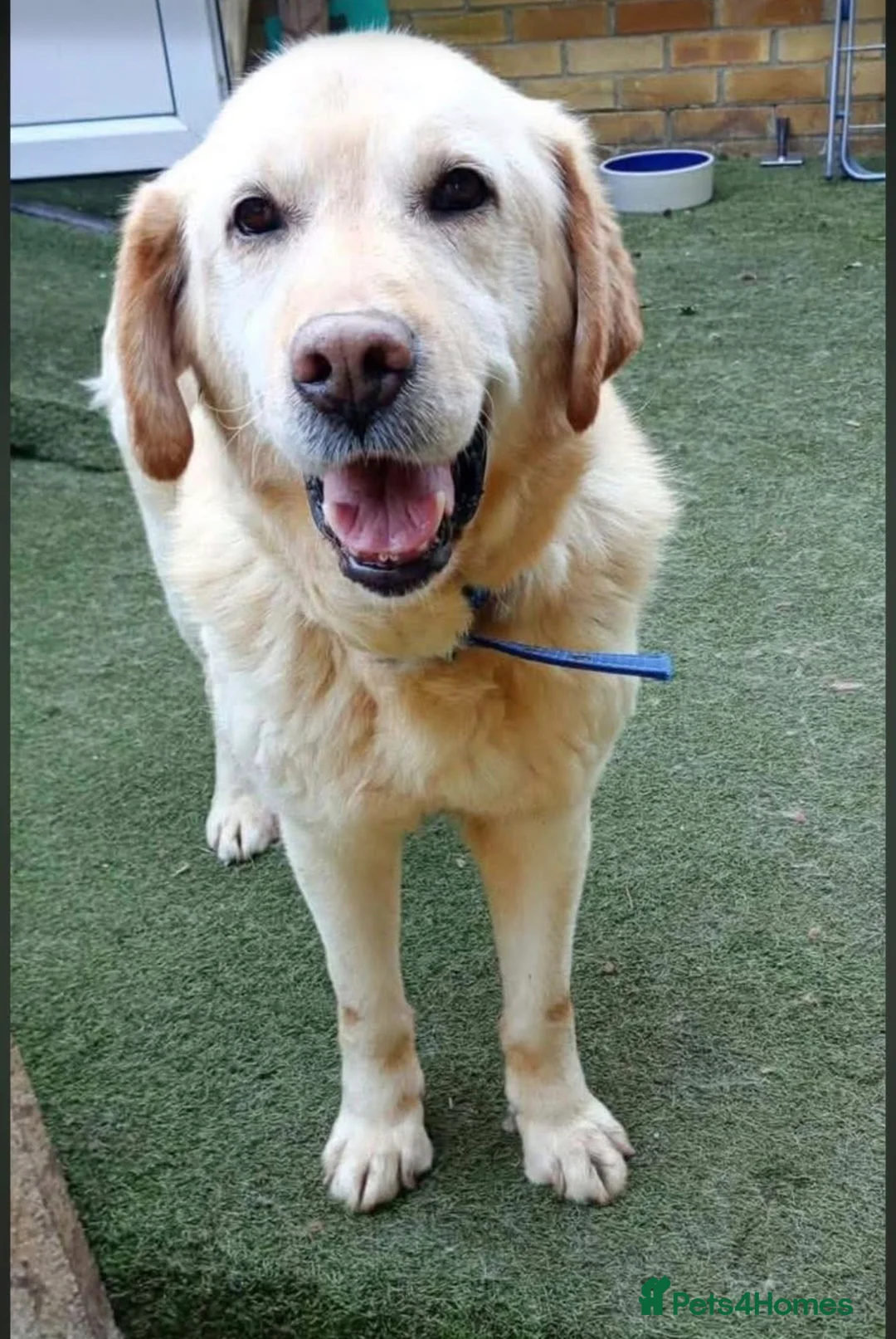 Labrador Retriever dogs for adoption: Leo 🐾 in Boston - Advert 1