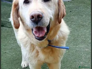 Labrador Retriever dogs Leo 🐾 - Advert 1