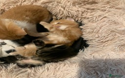 Mixed Breed cats for sale: Maine coon x Tabby kittens  - Image 11