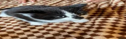 Mixed Breed cats for sale: Beautiful Tuxedo Kittens (Short & Long Hair) - Advert 7