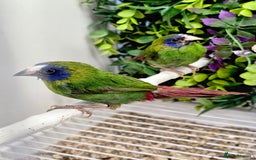Finches birds for sale: Gouldian / Parrot / Zebra Finches - Image 1