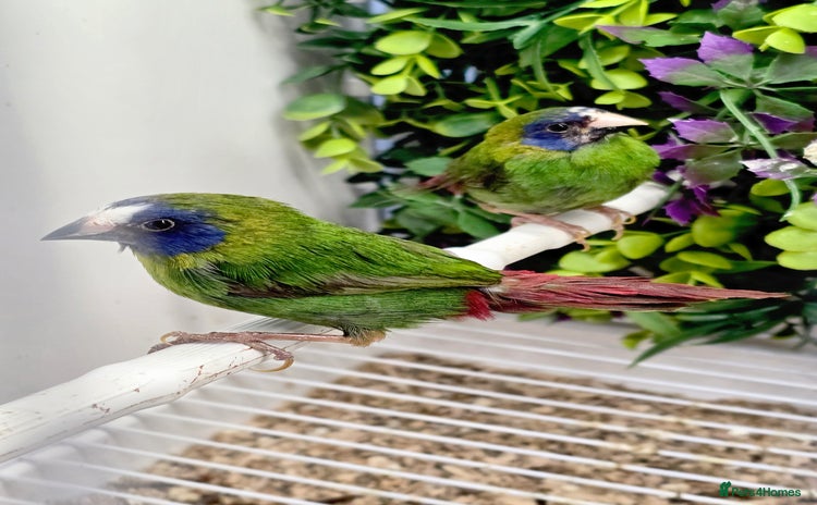 Finches birds - Advert 2