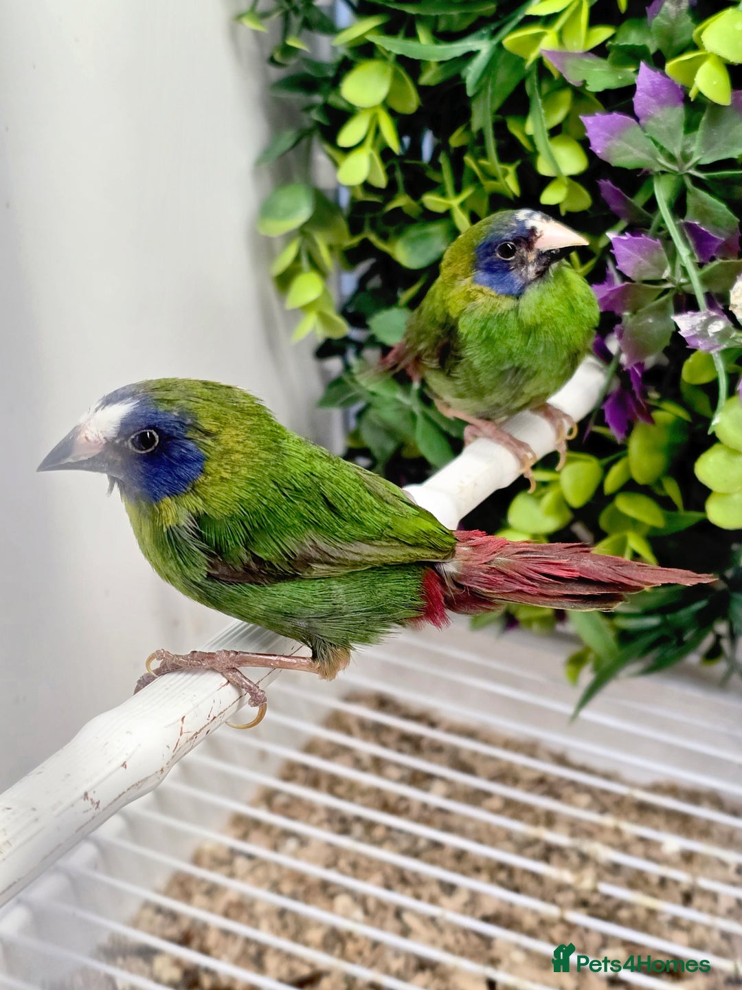Finches birds for sale: Gouldian / Parrot / Zebra Finches - Image 1