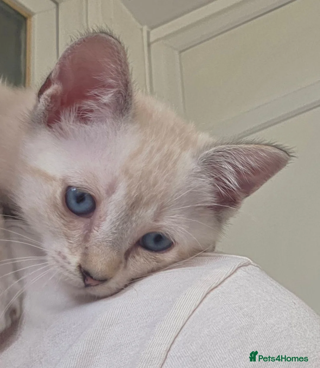 Snowshoe cats for sale: Rare TICA registered Snowshoe kittens - Advert 2