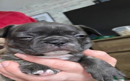 Mixed Breed dogs for sale: French bulldog x Chihuahua puppies - Image 15