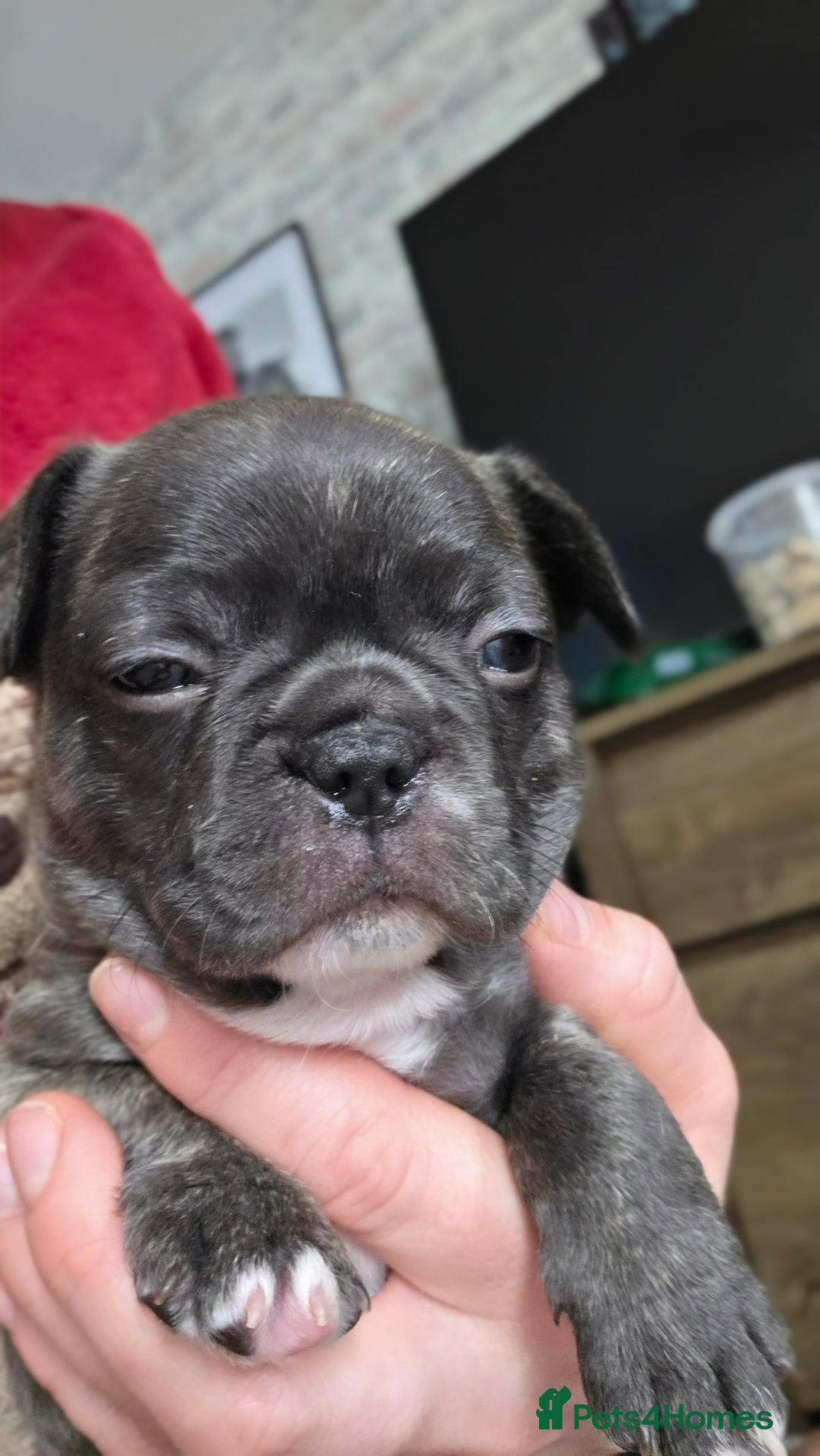 Mixed Breed dogs for sale: French bulldog x Chihuahua puppies - Image 15