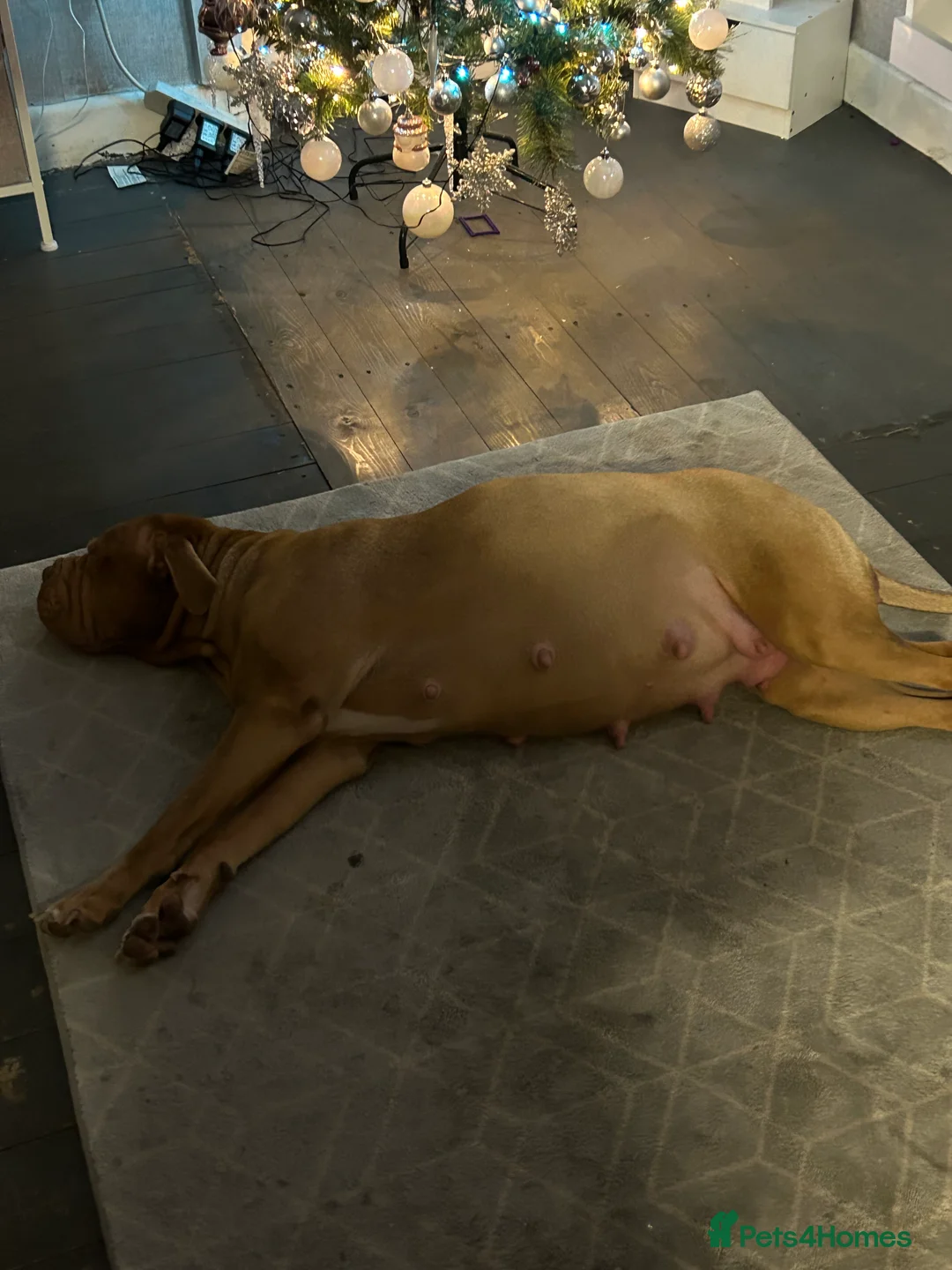 Mixed Breed dogs for sale: Puppy - Advert 6