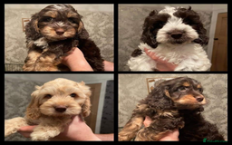 Miniature Poodle dogs for stud: KC miniature poodle, phantom and parti carrier  in Bolton - Image 14