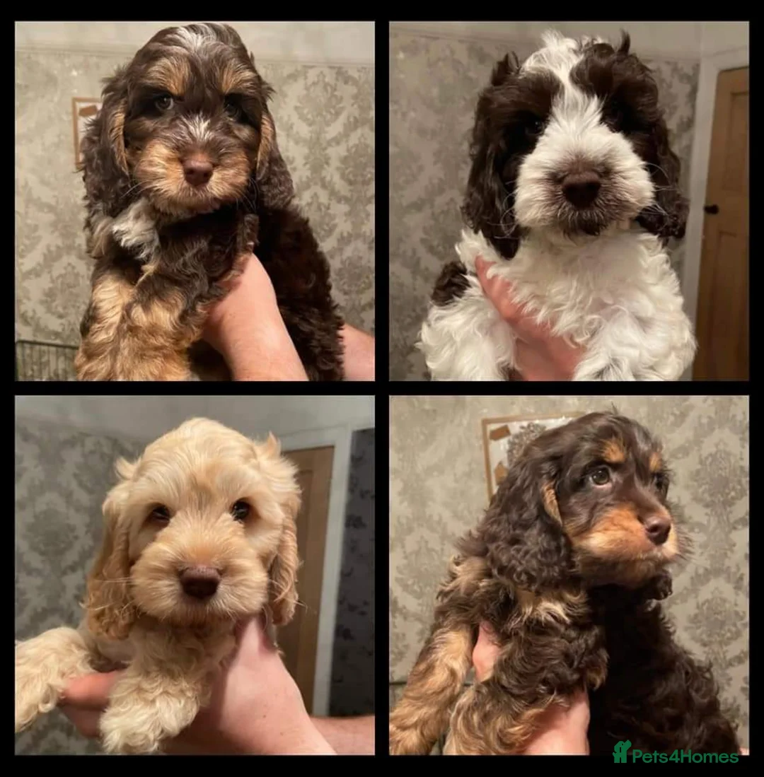 Miniature Poodle dogs for stud: KC miniature poodle, phantom and parti carrier  in Bolton - Advert 14
