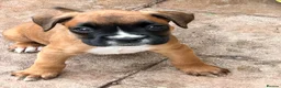 Boxer dogs for sale: READY NOW- Stunning boxer puppies - Advert 24
