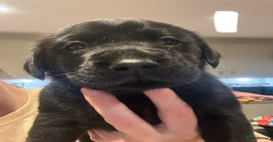 Labrador Retriever dogs - Advert 6