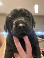 Labrador Retriever dogs - Advert 8