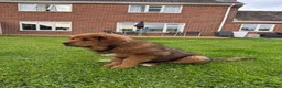 Tibetan Mastiff dogs for sale: Tibetan mastiff  - Advert 4