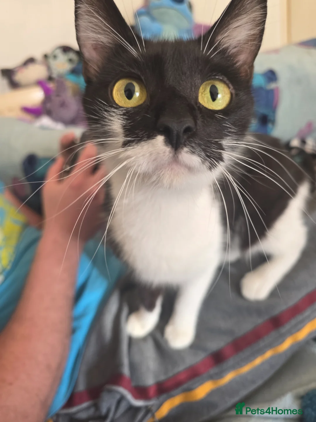 Mixed Breed cats for sale: Beautiful kittens ready for there new home - Advert 11